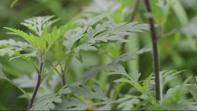 Wisconsin weather: Allergies worsen with warming climate, here's why