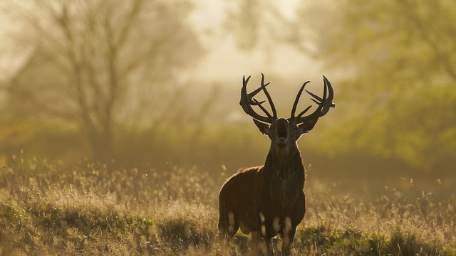 Deer-related crashes spike in the fall. Here's why.