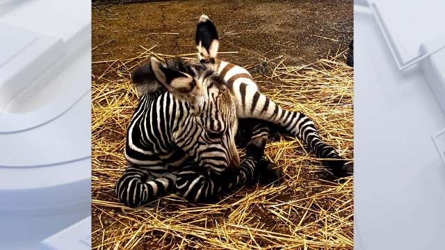 Racine Zoo welcomes newborn Hartmann’s mountain zebra