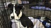 Dogs in pop-up crates at Austin Animal Center still needing homes