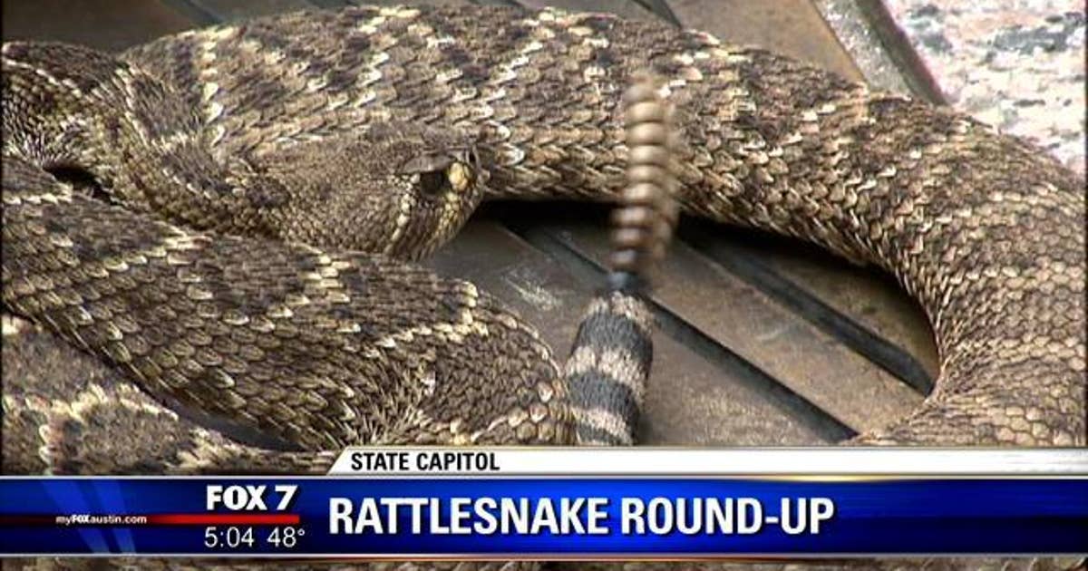 Austin Rattle Snakes Rattlesnakes slither into the State Capitol to promote Sweetwater ...