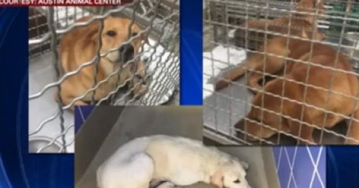 Five dogs who attacked a killed a woman have been ordered to be ...