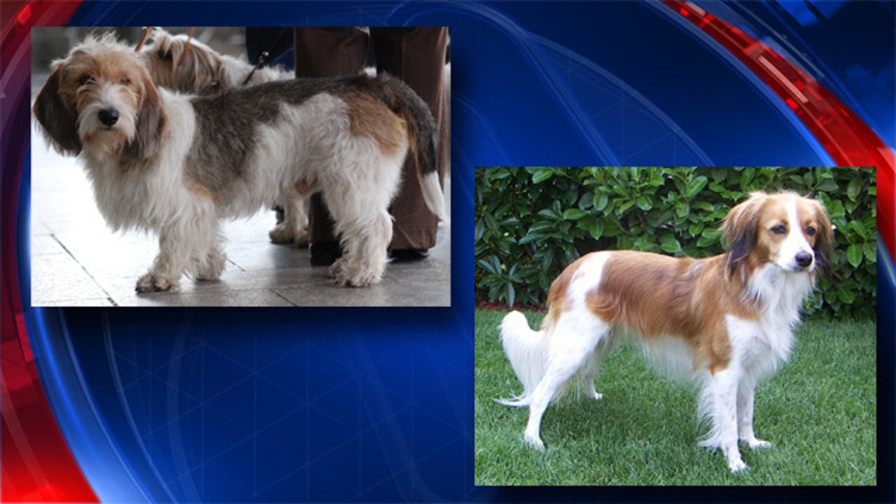 Dog meet dog American Kennel Club adds two breeds to roster