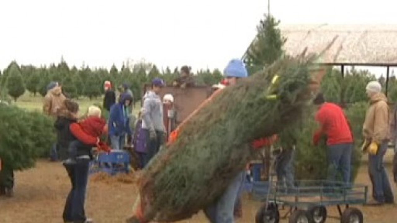 Christmas tree farm elgin top