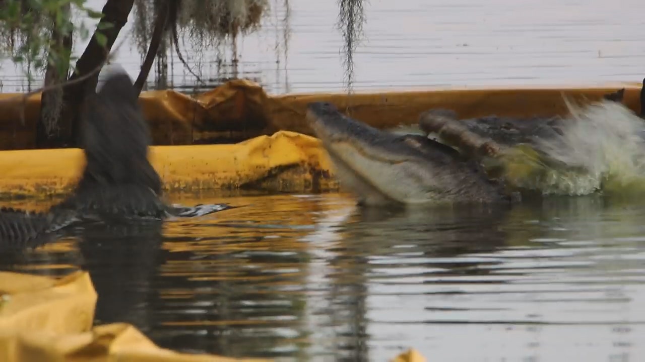Gator bites 'bigger' gator at Circle B Bar Reserve