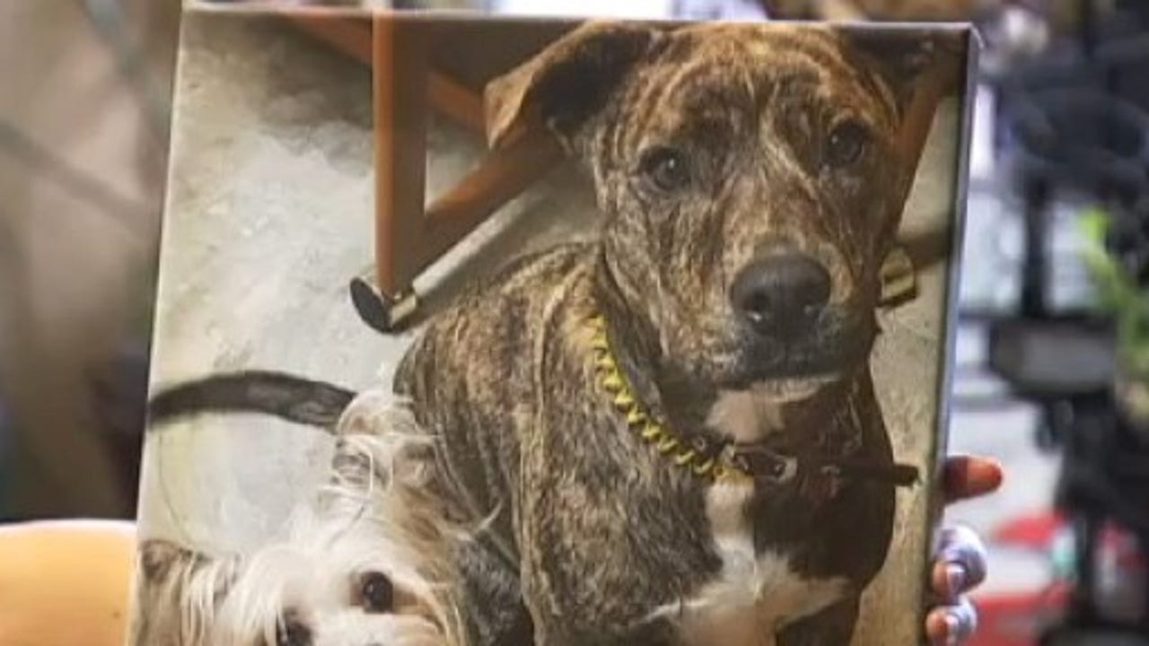 Hutto woman devastated after dog shot and killed by officer Hutto woman devastated after dog shot and killed by officer