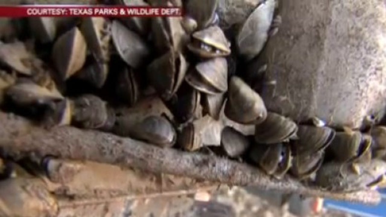 lake travis zebra mussels