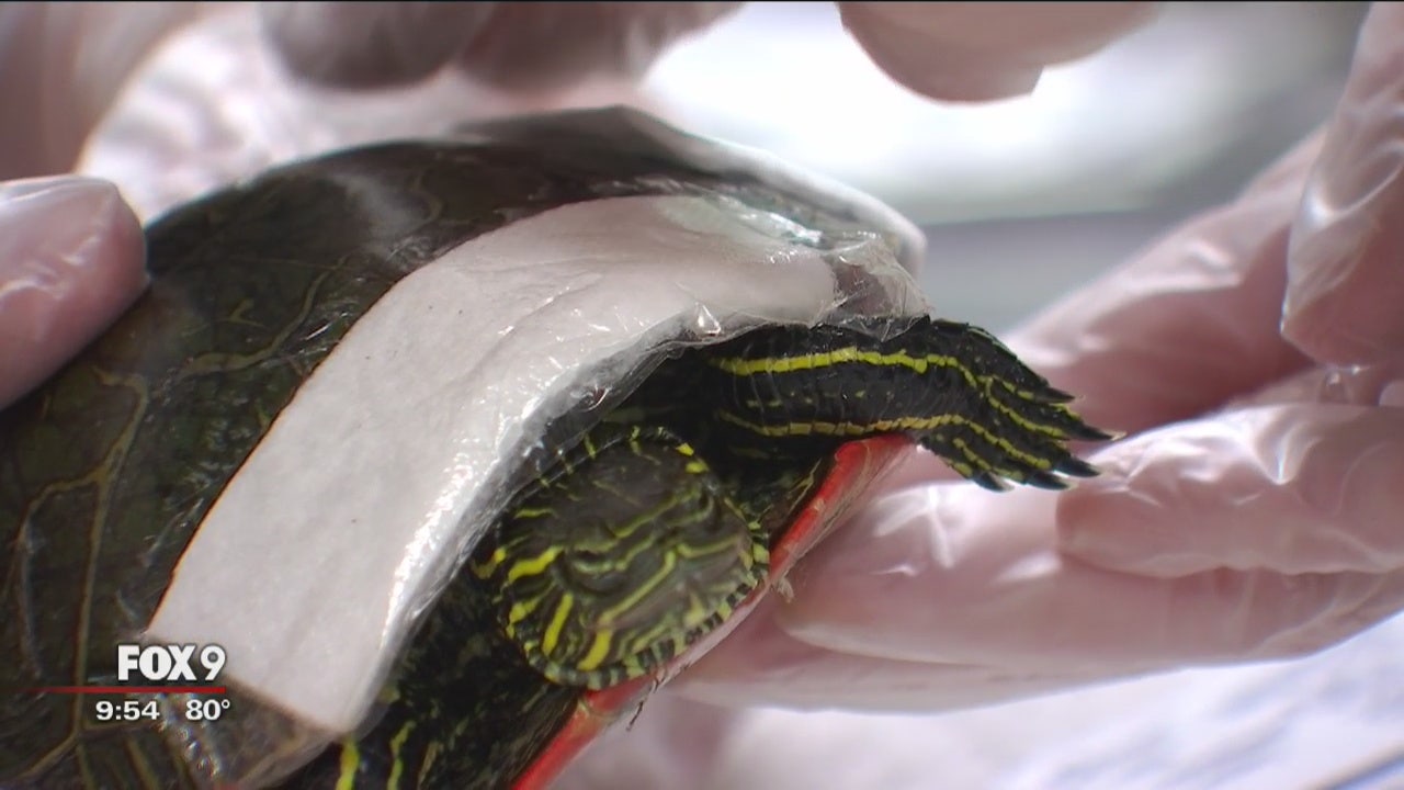 Minnesota animal shelter fixes shells after turtles hit by car