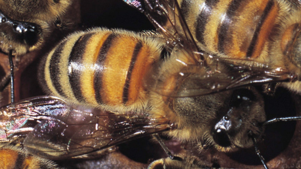 City of Austin certified as official Bee City USA affiliate - Vimarsana News