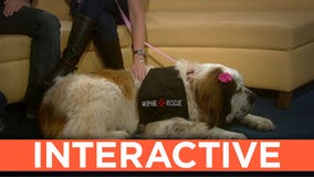 St. Bernards to help save people with dying phone batteries at SXSW