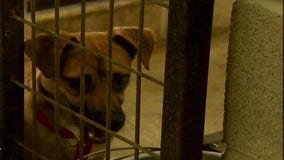 Lockhart Animal Shelter issues 'Code Red'