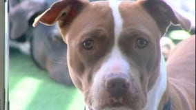 Austin Animal Center to temporarily close on Sundays due to COVID