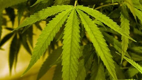 Over 250 pounds of marijuana seized during traffic stop near Flatonia