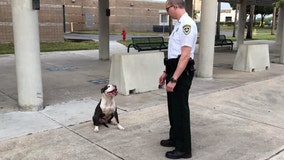 Lost dog goes to Hillsborough jail for help getting home