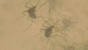 West Nile virus found in Hays County mosquito pools