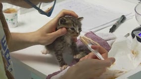 Jane's Jobs: Austin Pets Alive!