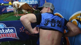 Austin photojournalist hit by horn as Bevo make a break for it at Sugar Bowl