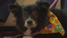 Pet of the Week: Asia