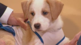 Pet of the Week: Blondie