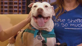 Pet of the Week: Daisy