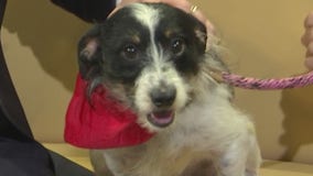 Pet of the Week: Dougie
