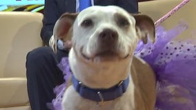 Pet of the Week: Jessica