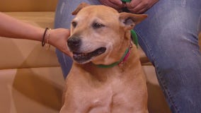 Pet of the Week: Leela