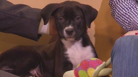 Pet of the Week: Little Tank