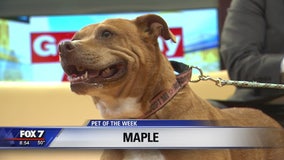 Pet of the Week: Maple