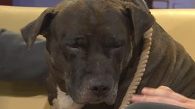 Pet of the Week: Marina