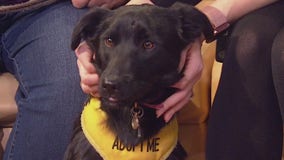 Pet of the Week: Nola