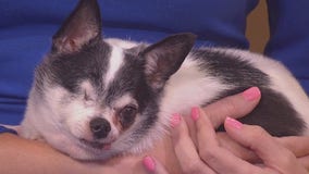 Pet of the Week: Poppie