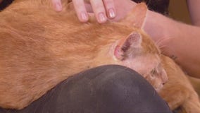 Pet of the Week: Tony