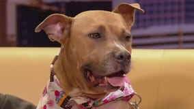 Pet of the Week: Tulip