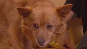 Pet of the Weekend: Ash