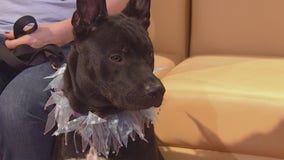 Pet of the Weekend: Aziz