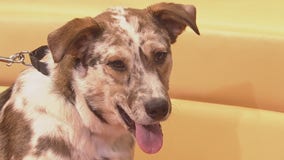 Pet of the Weekend: Chief