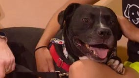 Pet of the Weekend: Chuy