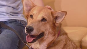 Pet of the Weekend: Goldilocks