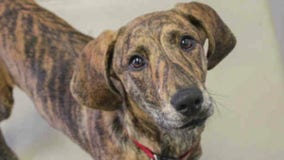 Pet of the Weekend: Tigger