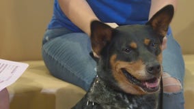 Pet of the Weekend: Troy