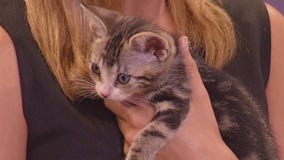 Pets of the Week: Danni and Sam