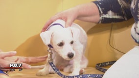 Pflugerville animal advocates talk ‘Trunk or Treat' and show off little ‘Bentley'