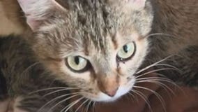 Austin to participate in national COVID cat study