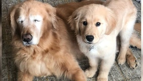 Senior golden retriever gets 'seeing-eye puppy' after losing his eyes