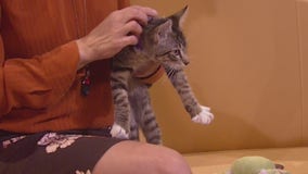 Pets of the Week: Cumin and Paprika