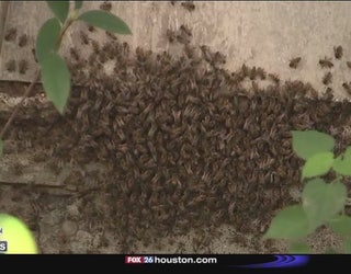 100 000 Bees Evicted From Family S Garage Fox 7 Austin