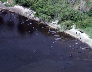 pix Deep Hole Myakka State Park fox 7 austin