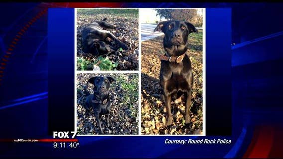 Round Rock Police introduce new K9 recruits