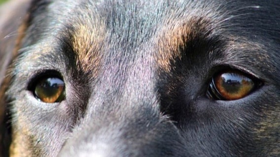 Bill requiring adequate shelter for dogs in Texas advances again